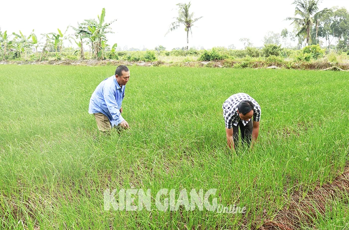 Nông dân xã Mỹ Thuận trồng kiệu tết